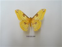 藏品(黃豹天蠶蛾)的圖片